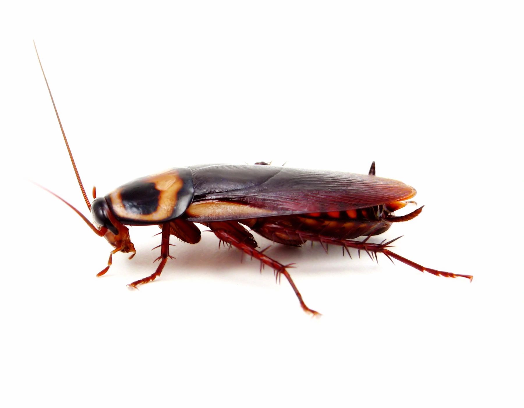 Close-up of a cockroach — a common household pest treated in standard structural pest control