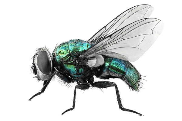 Close-up of a metallic green fly — a specialty add-on pest