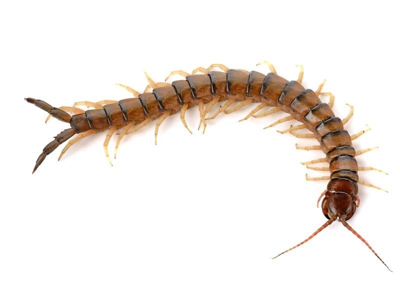 Centipede